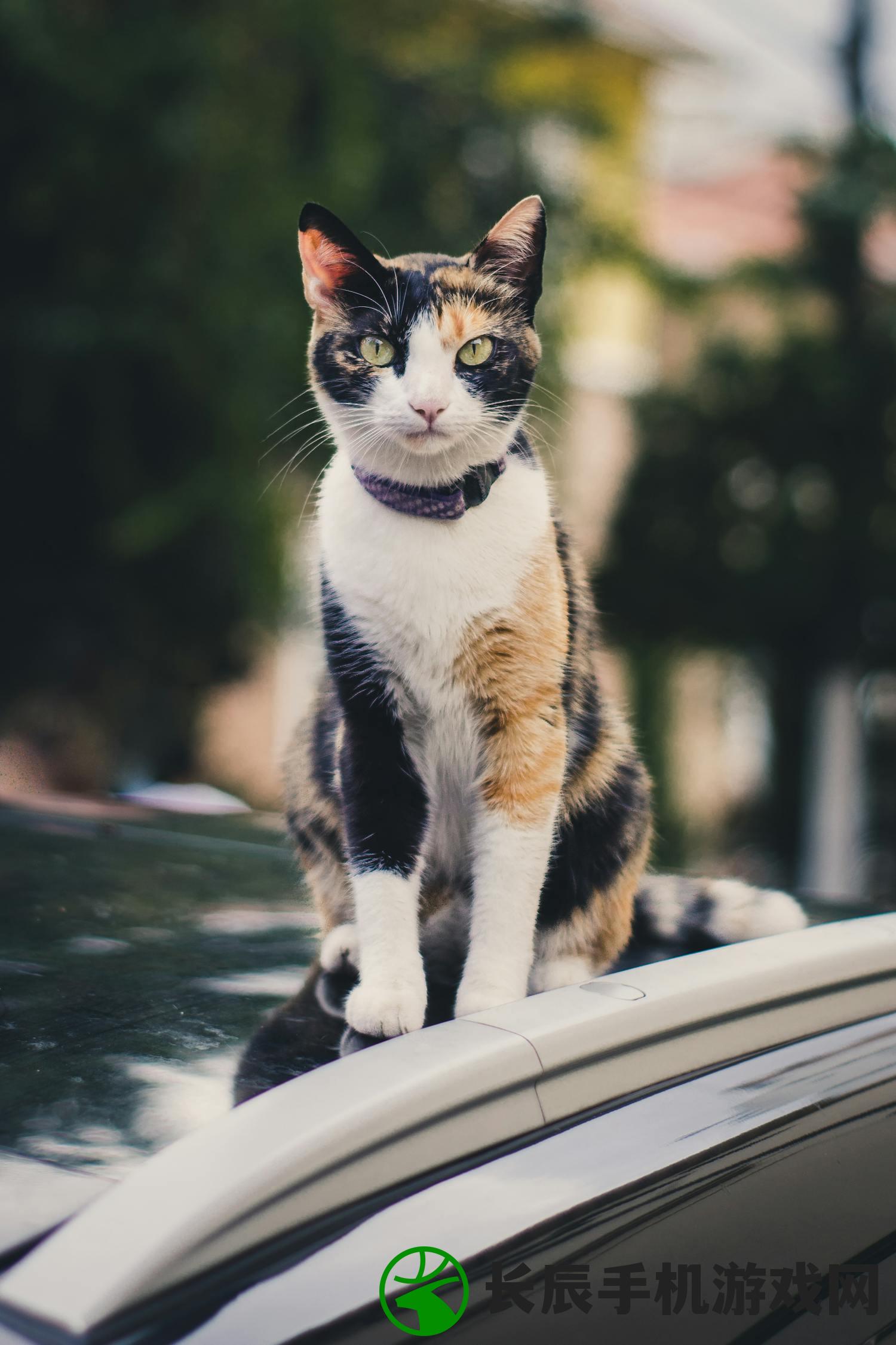 (猫宅日记官方下载)猫宅日记手游下载：探索充满趣味和挑战的宠物世界！