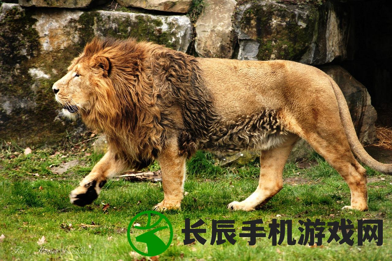 (猎人王h5)探索猎人王游戏中精彩丰富的内置菜单功能