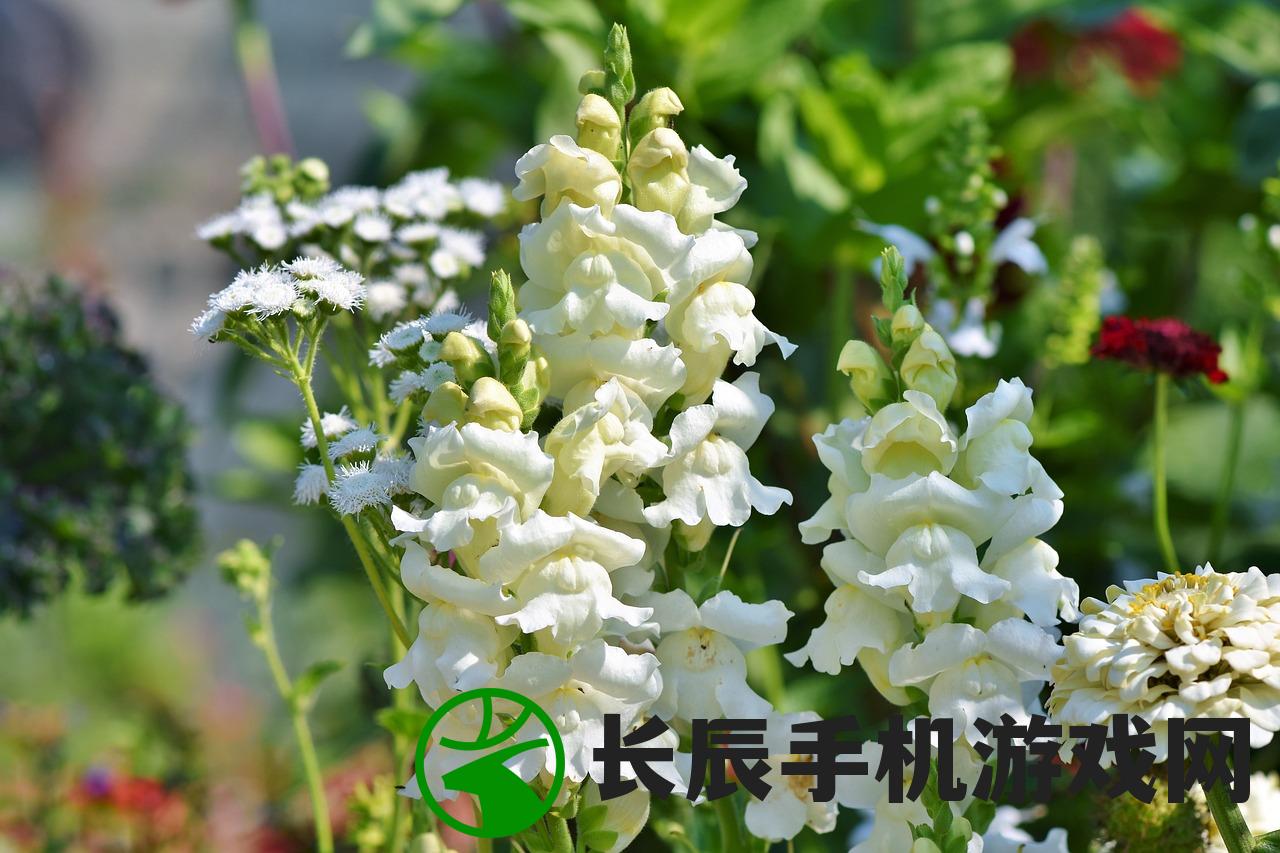 长白山最新消息今天：研究发现山顶植物适应力逐渐增强，生态环境持续改善。