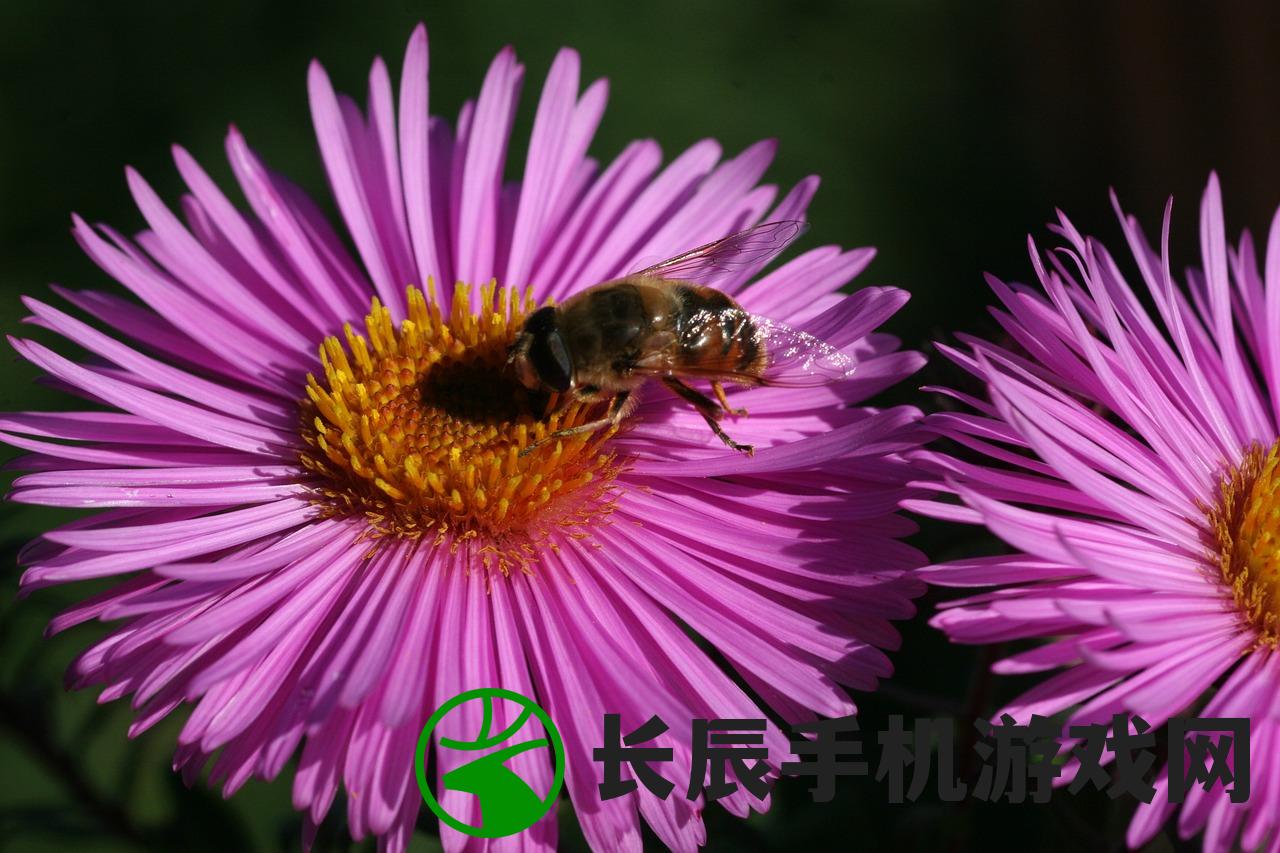 获取无限钻石！桌面游戏突围免广告攻略分享