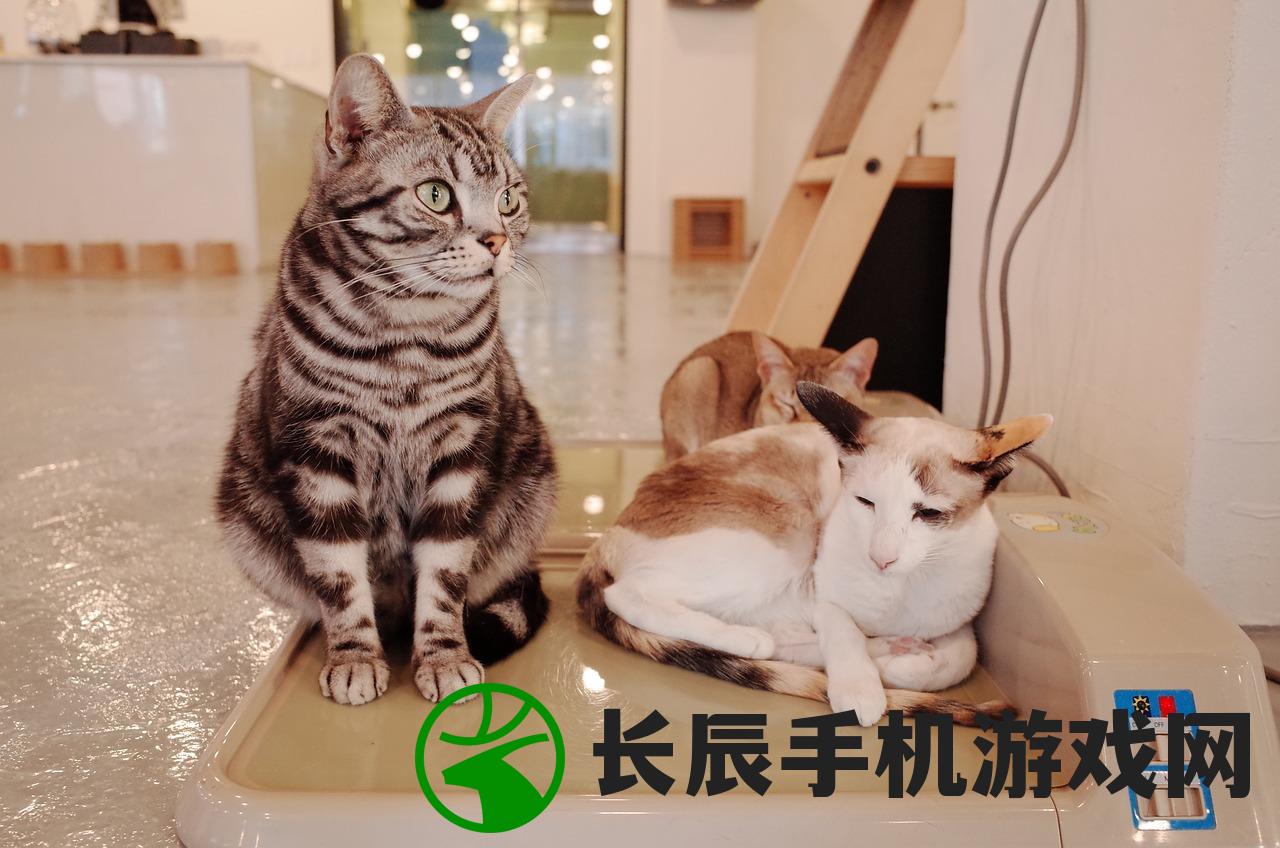 新鲜出炉：猫语咖啡最新版震撼上线，来体验与猫咪对话的魔力吧