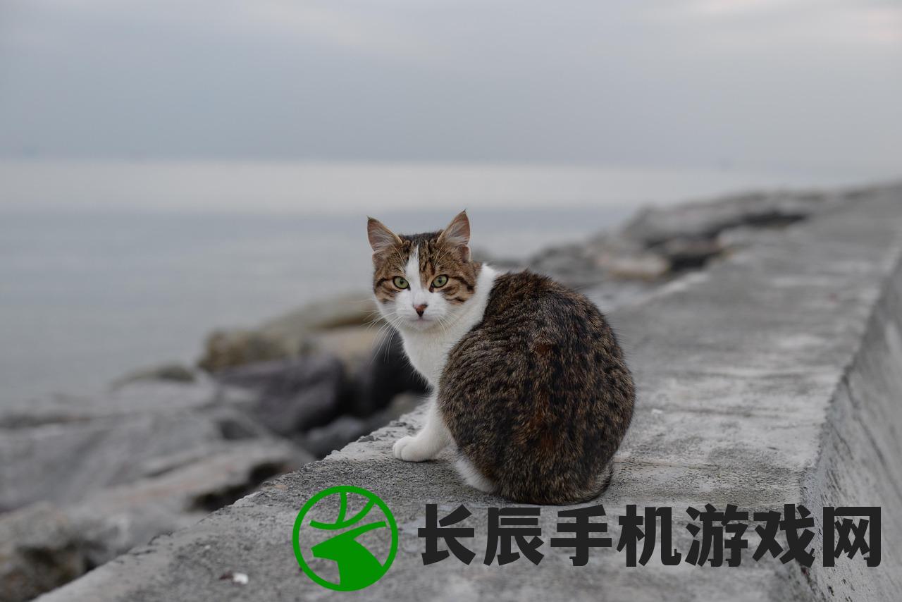 (猫旅馆物语怎么玩)猫旅馆物语是否面临倒闭风波？深度解读背后的真相。