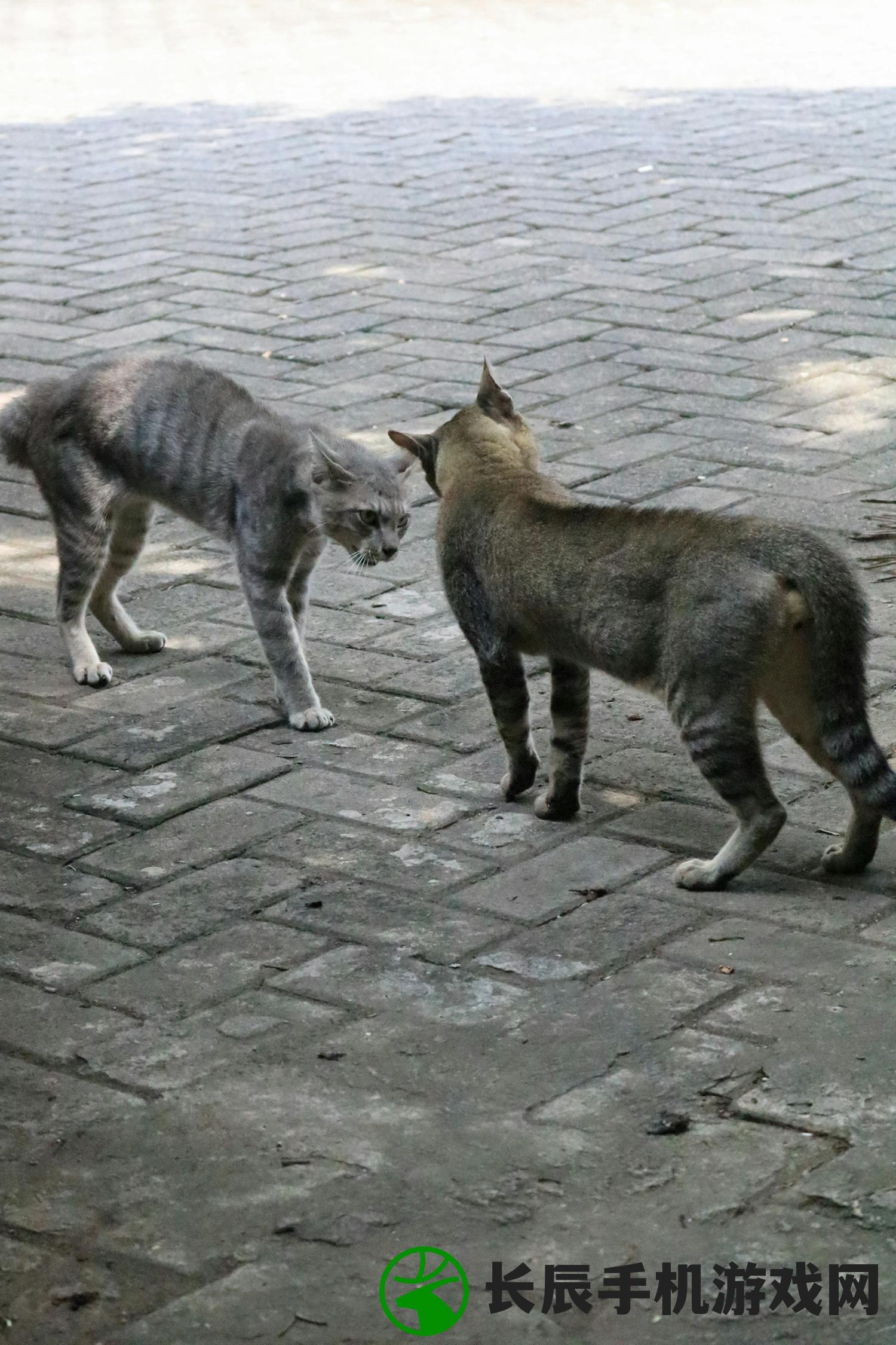 (猫咪斗恶龙三神器详情)猫咪斗恶龙3，最强套装推荐及详解