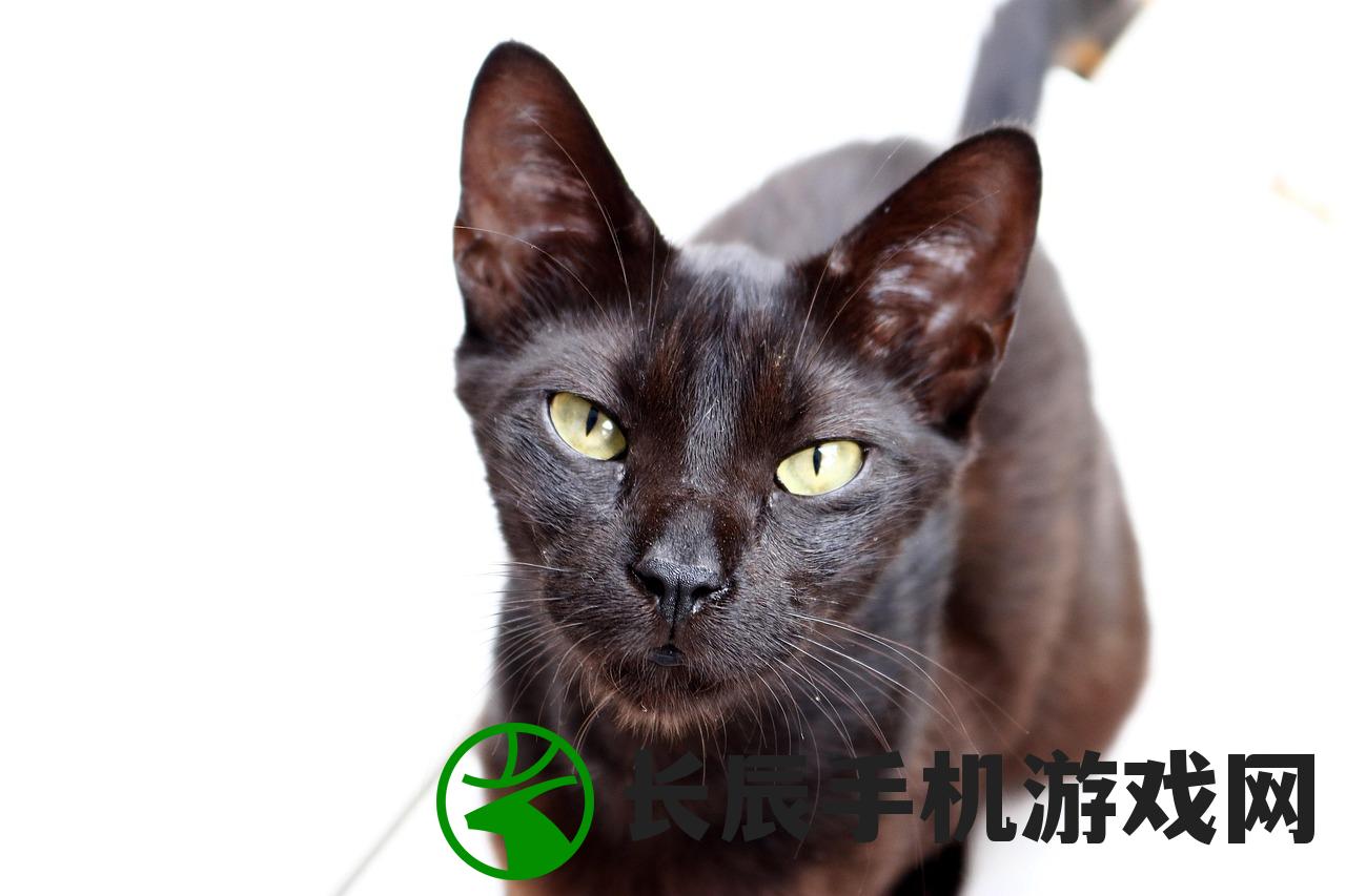 (猫之宿约者怎么样)猫之宿约者是否停服，深度分析与探讨