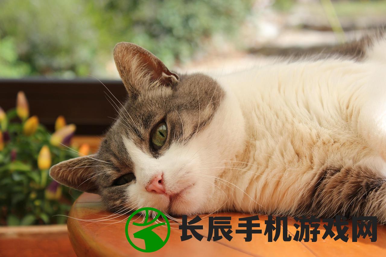 (猫旅馆物语怎么喂猫)猫旅馆物语，喂食指南与常见问题解答