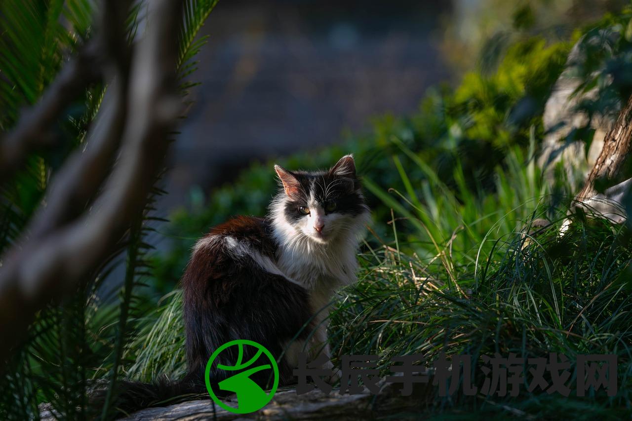 (猫和老鼠手游宝鸽鸽鼠皇进修班)猫和老鼠手游宝鸽鸽，一场虚拟的猫鼠追逐盛宴