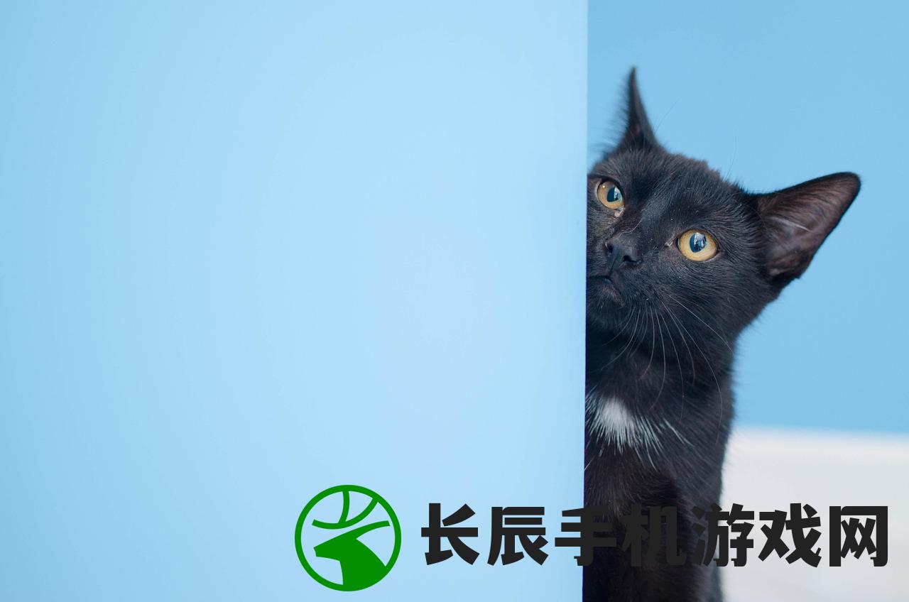 (猫宅一生猫粮怎么样)猫宅一生，探寻猫咪的居家生活与人的情感纽带