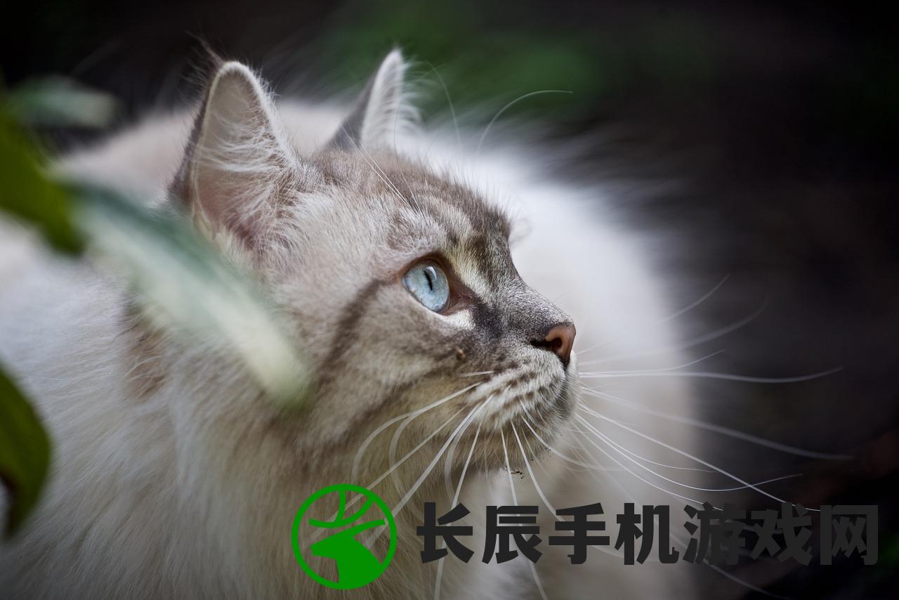 (花和香水为主题的构成图)花与香水与猫，下架之谜探究