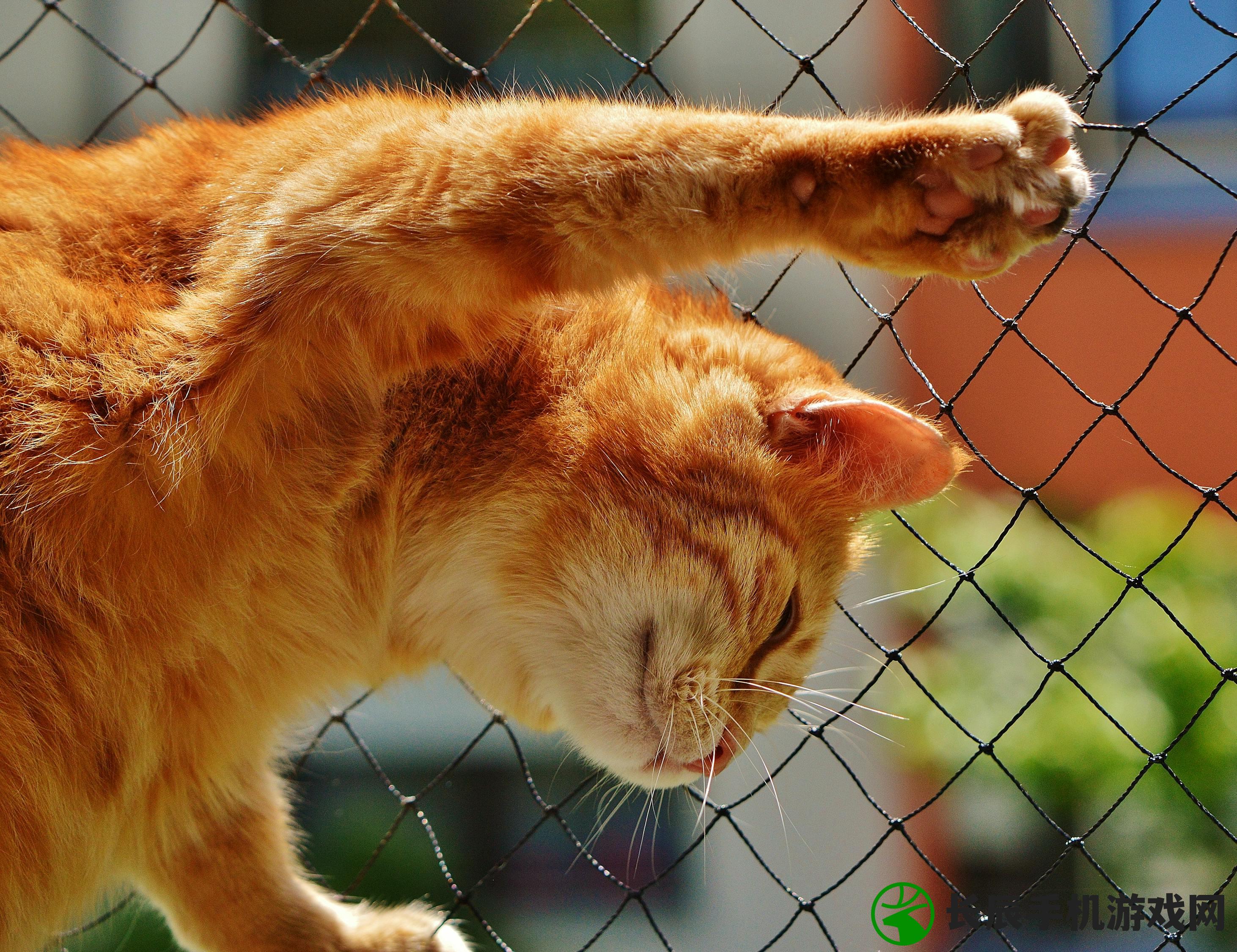 (花和香水为主题的构成图)花与香水与猫，下架之谜探究