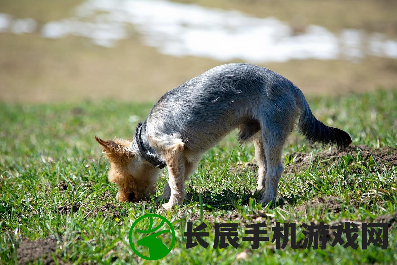 (长沙大型宠物基地)大型宠物基地，探索宠物产业的繁荣与未来挑战