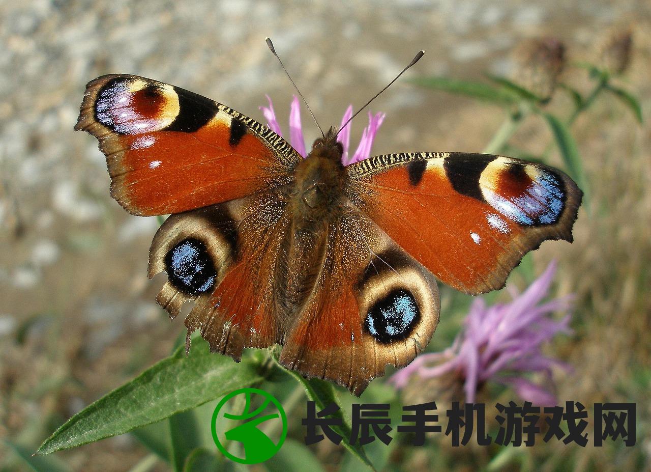 (火龙冲天十二生肖里是什么生肖呢)火龙冲天，揭秘十二生肖中的神秘生肖