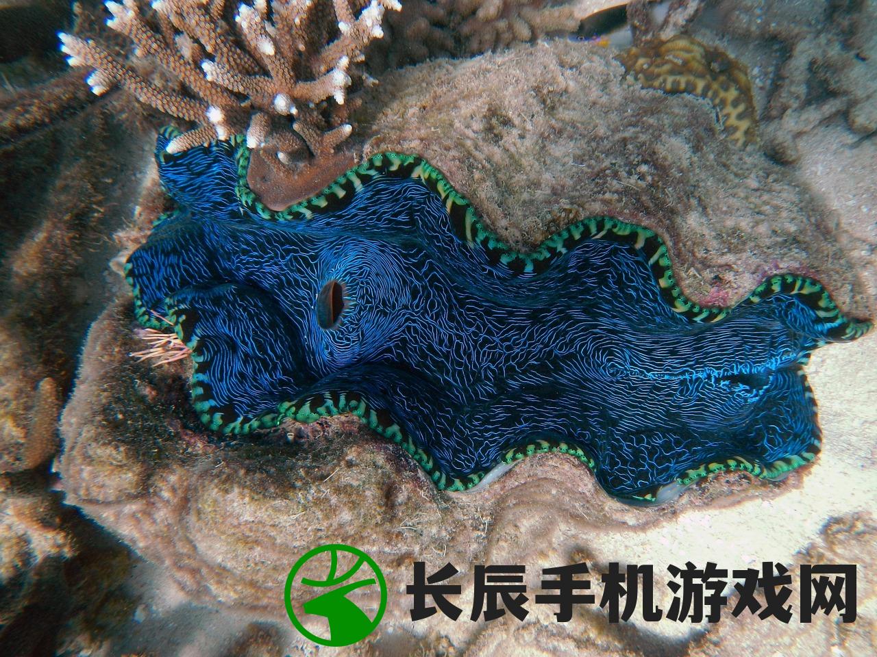 (中国水下寻宝)中国沿海水下宝藏的探索与奥秘