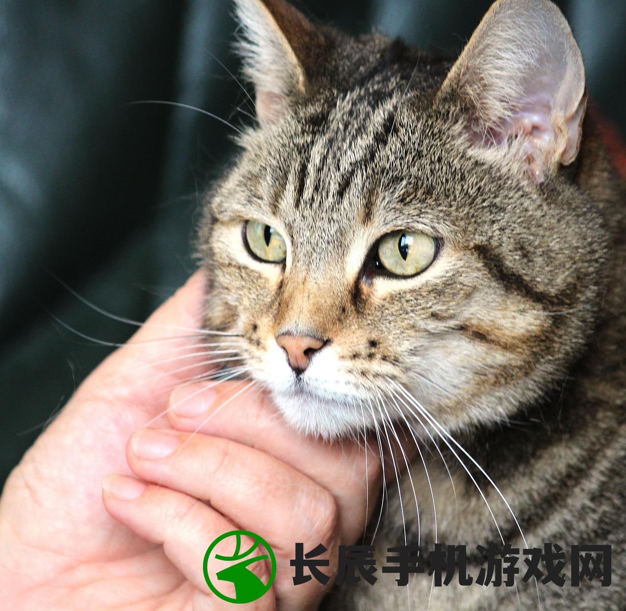 (猫婆婆的幸福公寓折相思破解版)猫婆婆的幸福公寓，折相思与温馨故事