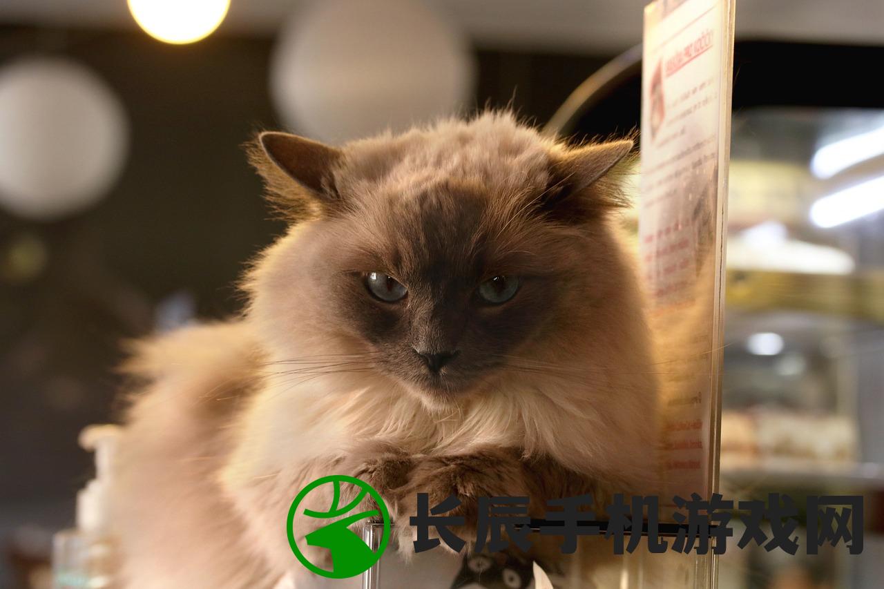 (猫猫咖啡屋游戏零食)猫猫咖啡屋游戏停服了吗，深度分析与探讨