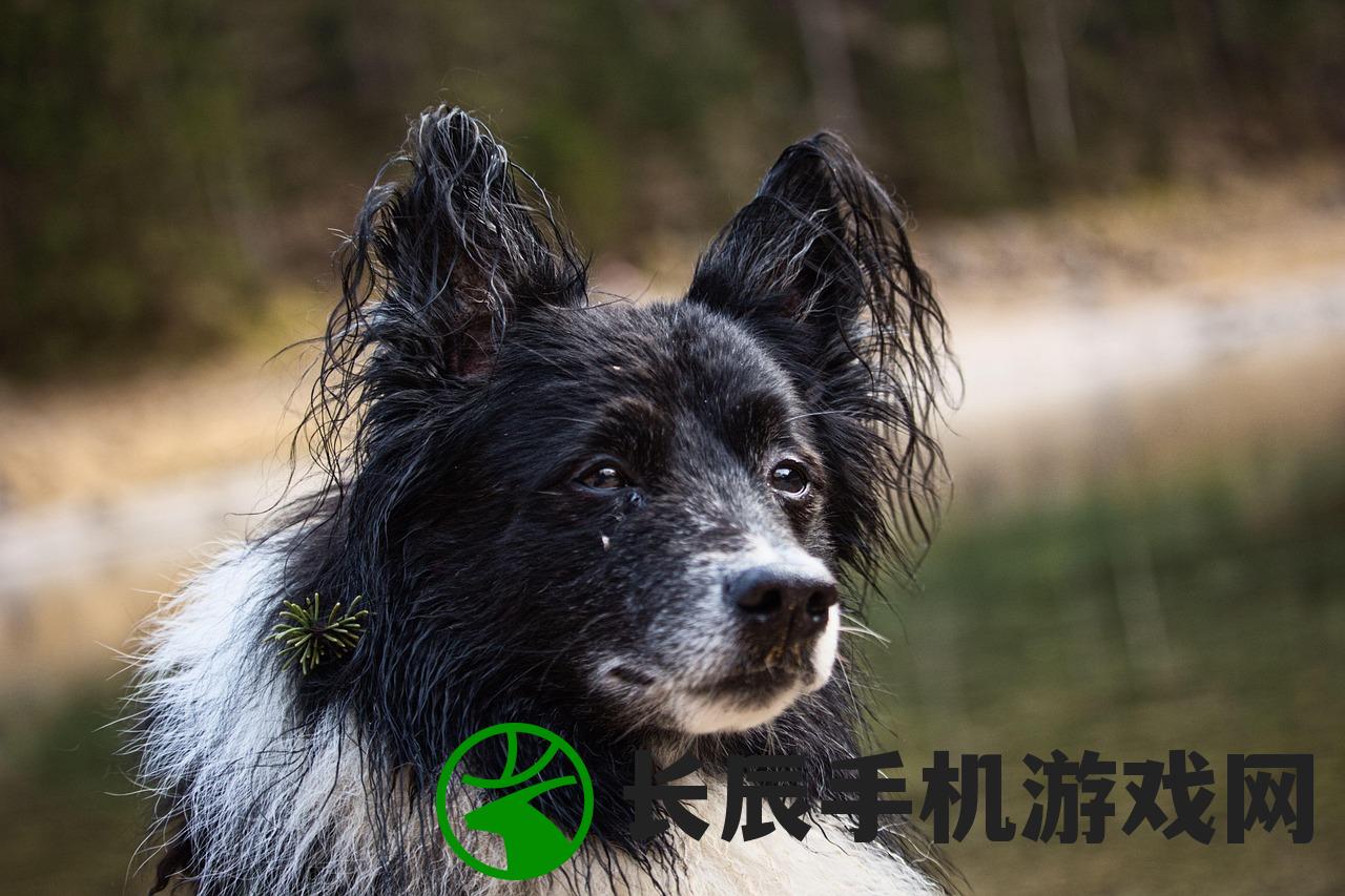 (柴犬侠客图片)柴犬侠客表情包，流行文化的独特魅力与深度解析