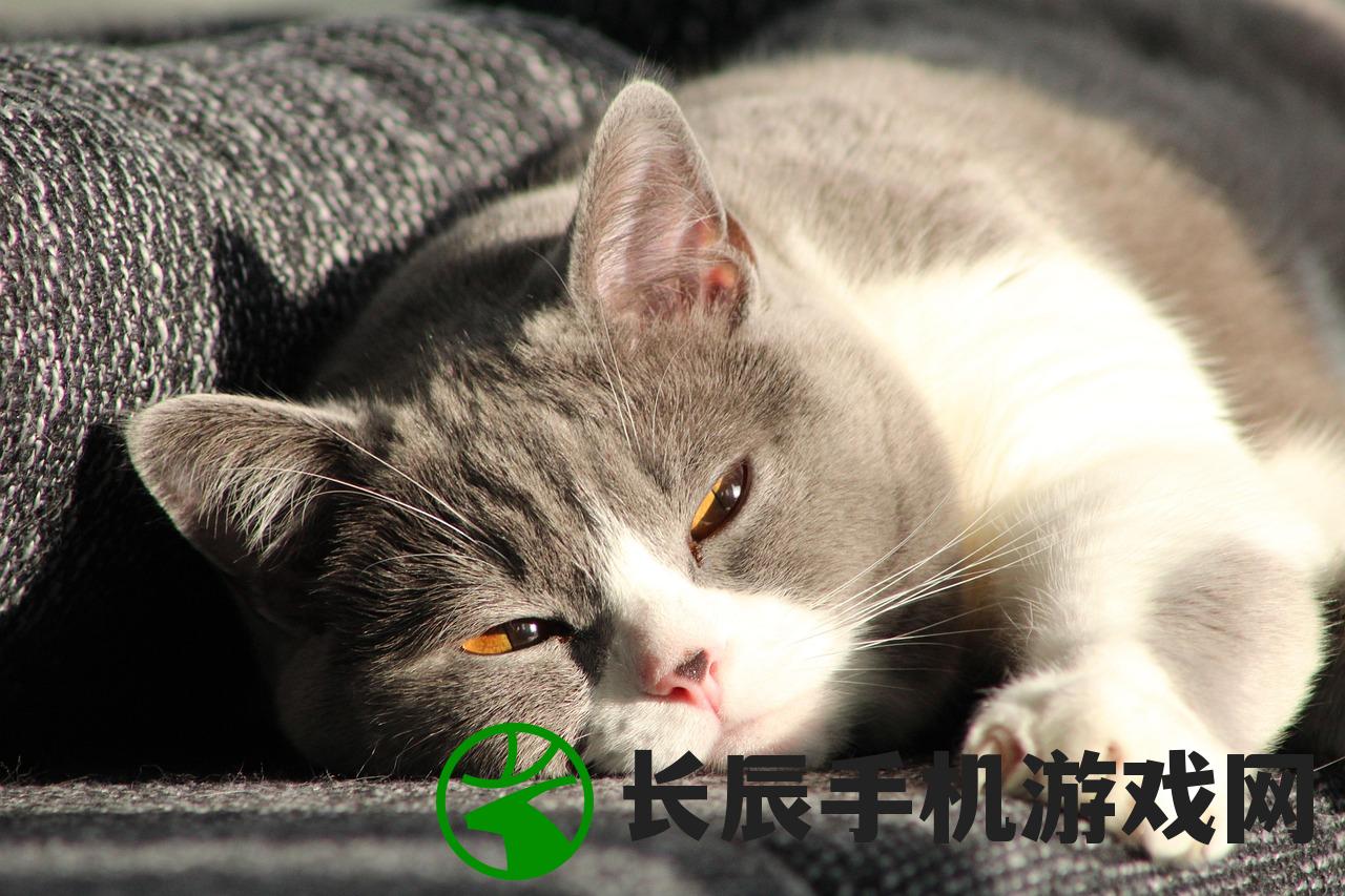 (主人亲猫咪,猫咪会开心吗)主人亲吻猫咪，它知道吗？猫的理解能力与情感交流探究