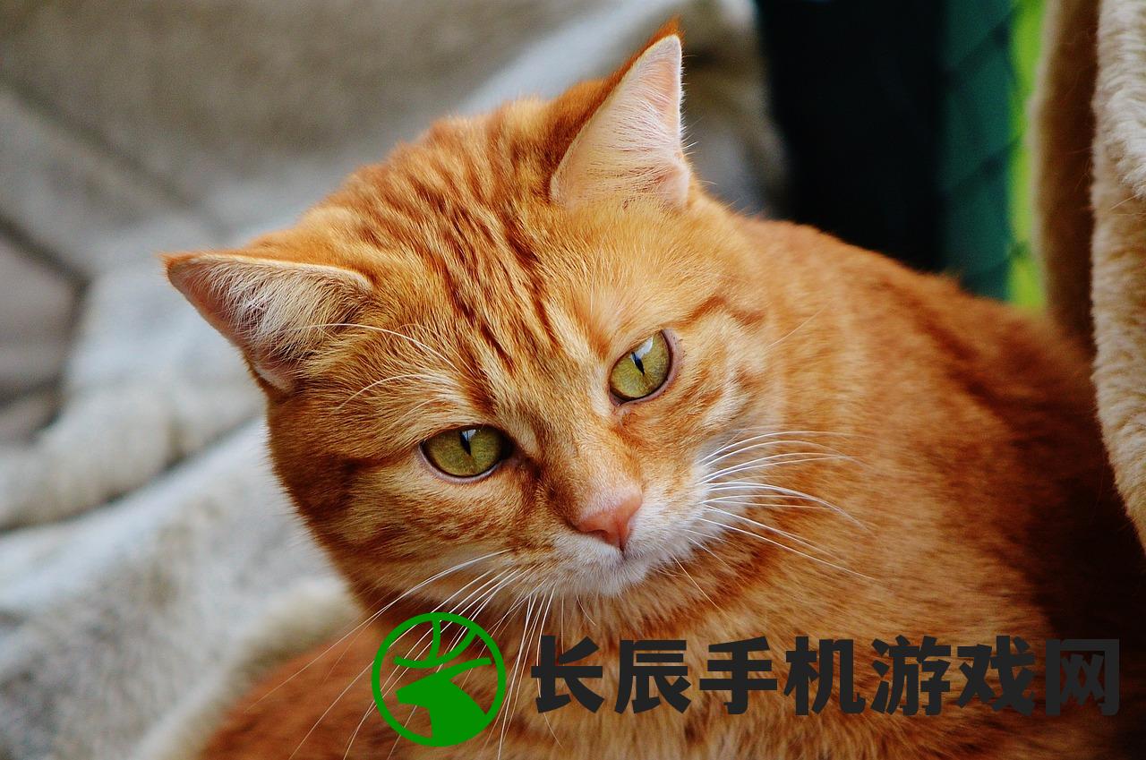 (主人亲猫咪,猫咪会开心吗)主人亲吻猫咪，它知道吗？猫的理解能力与情感交流探究