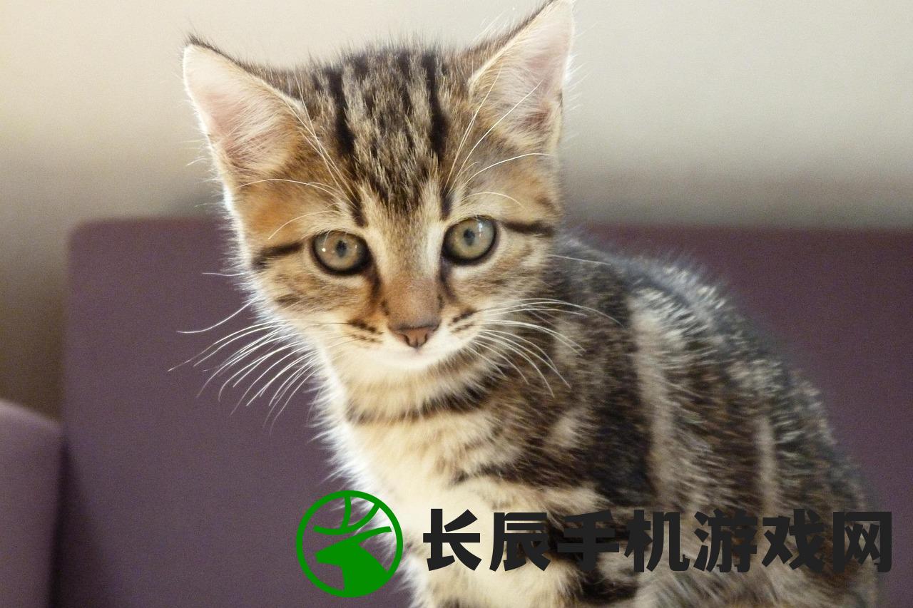 (猫小院介绍)猫咪小院，小锋与小志的奇妙关系