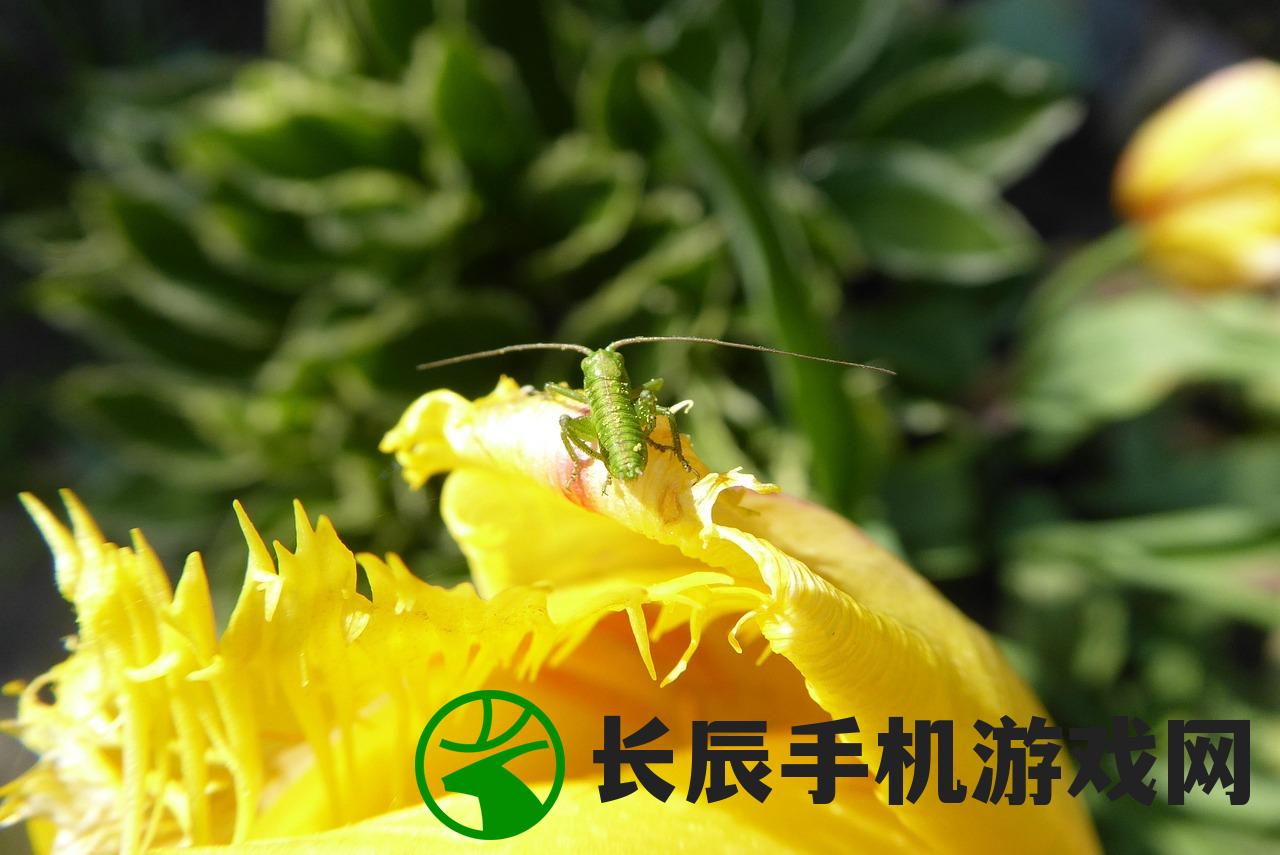 (电脑宝贝植物叫什么名字)电脑宝贝植物图片，探索绿色宝藏的奥秘