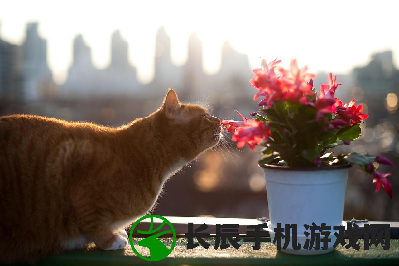 (猫咪小院游戏攻略)猫咪小院游戏，探索虚拟猫世界的乐趣与挑战