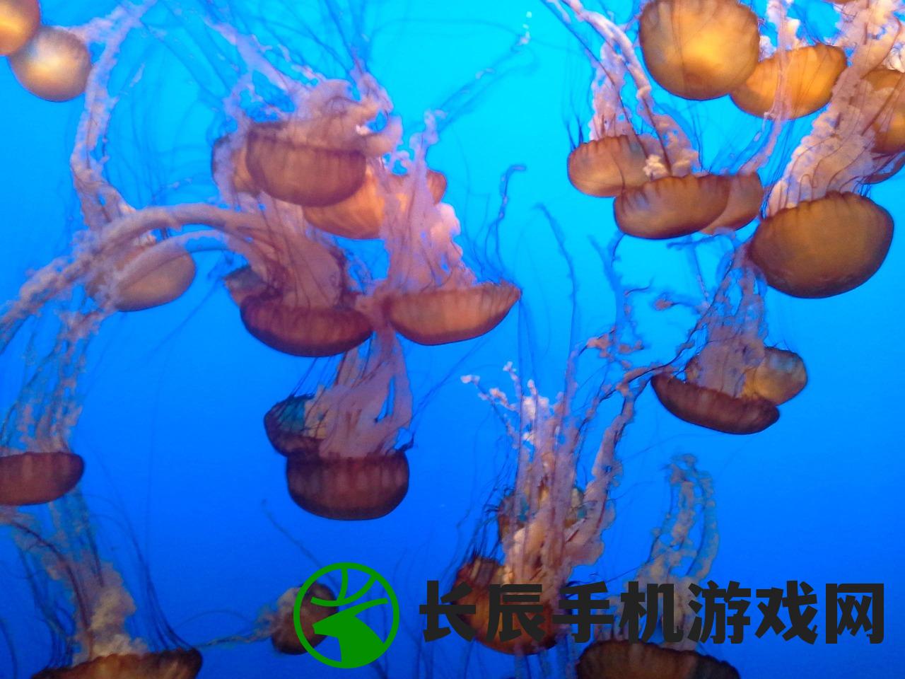 (水族馆乐园无限金币版无广吿)水族馆乐园无限金币版，探索虚拟海洋世界的宝藏