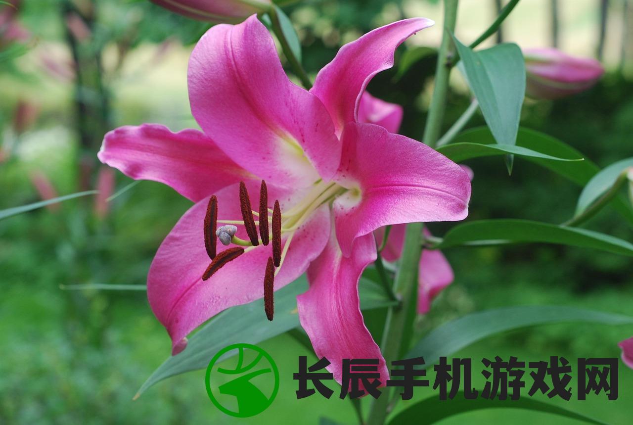 (废土之息游戏)废土之息攻略大全，从入门到精通的全方位指南