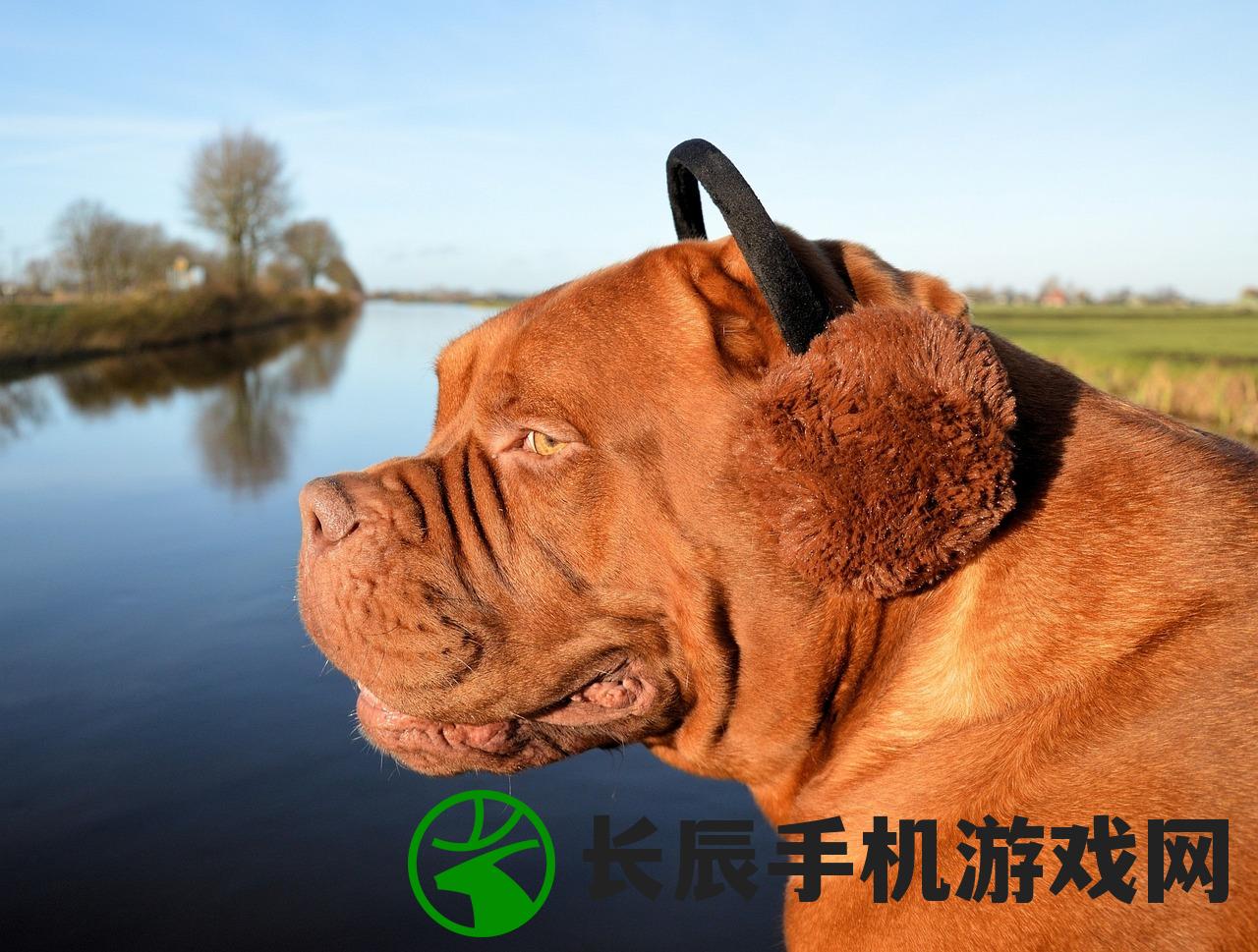 (菲狐倚天情缘中有逍遥剑仙宠物吗)菲狐倚天情缘最新动态与深度解析