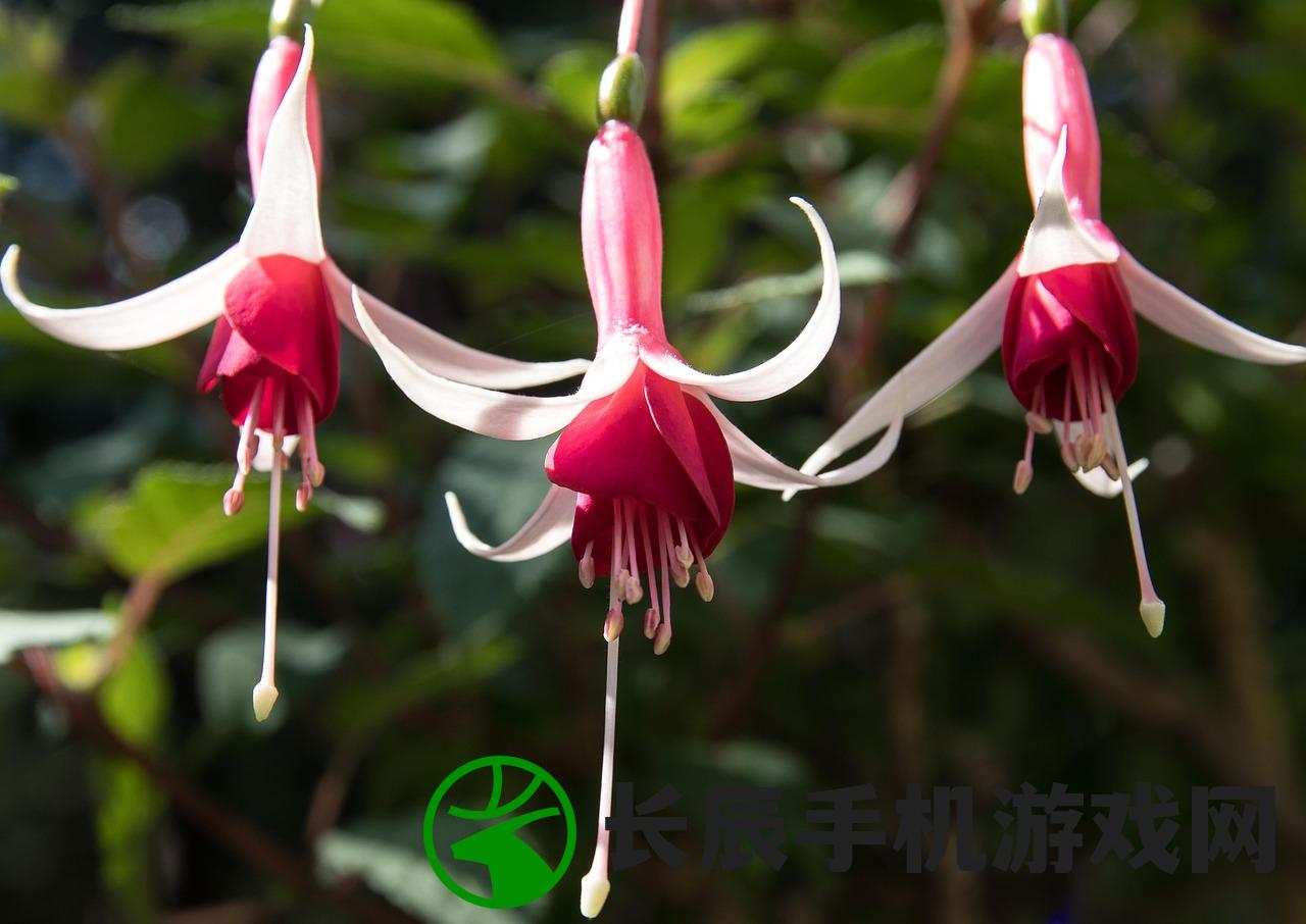 (烟雨江湖红景天有几个采集点)烟雨江湖中的红景天，探寻神秘植物与江湖文化的交融