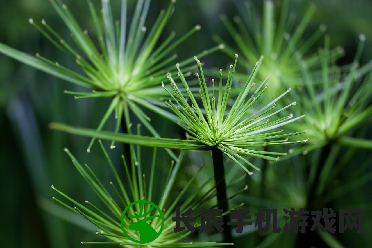 (烟雨江湖红景天有几个采集点)烟雨江湖中的红景天，探寻神秘植物与江湖文化的交融