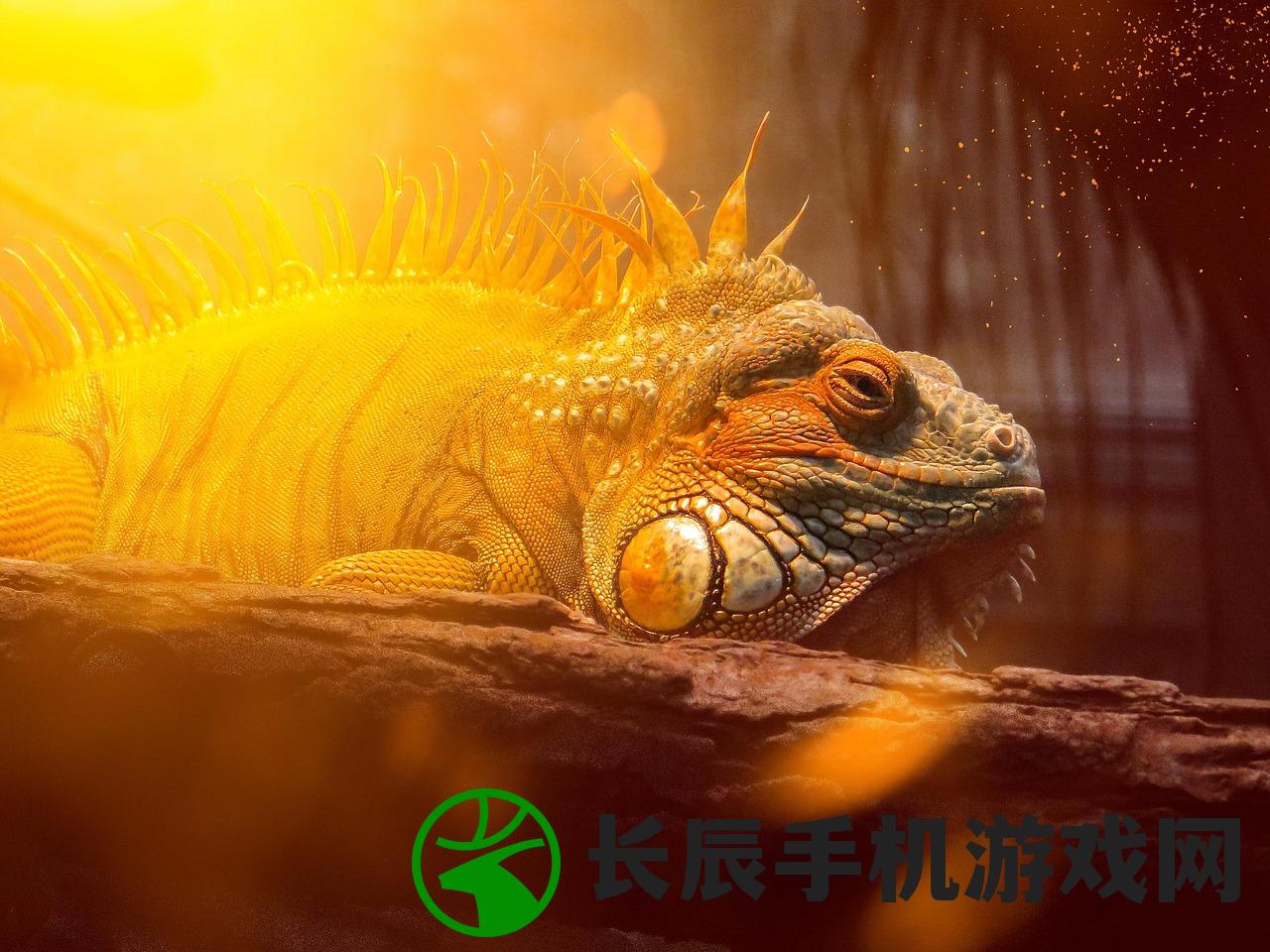 (驯龙物语符文是什么)驯龙物语纹章，探索神秘纹章与驯龙之间的联系
