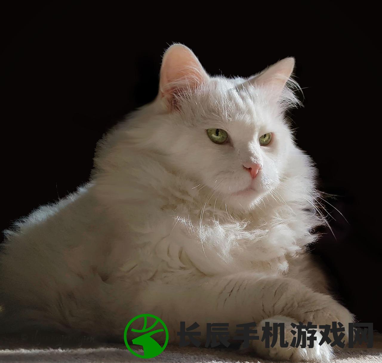 (猫咪农场模拟经营游戏名字叫什么)猫咪农场模拟器，无限金币的奇幻之旅