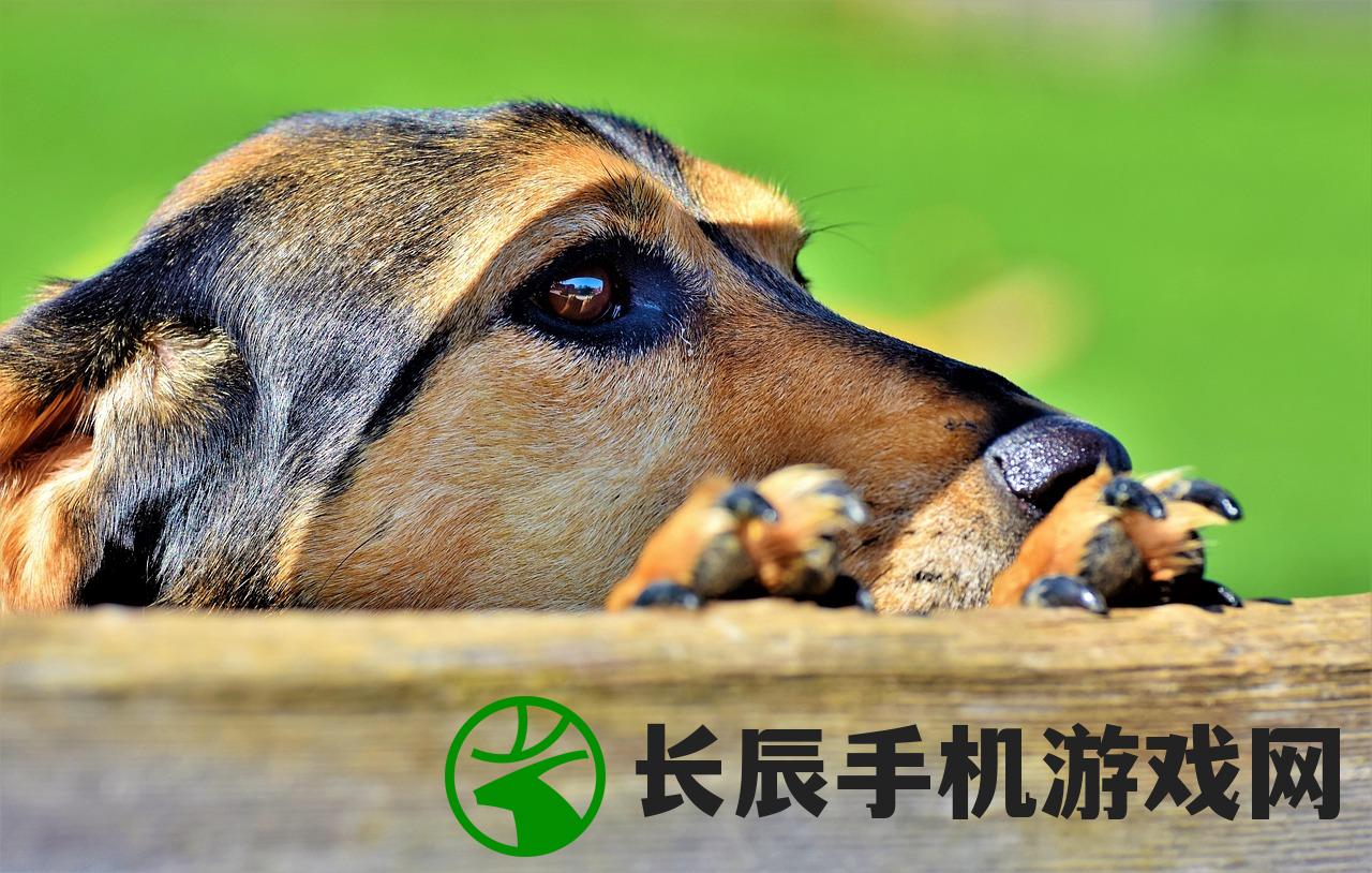 (狗头大作战最强狗头是谁)狗头大作战，揭秘最强狗头的秘密