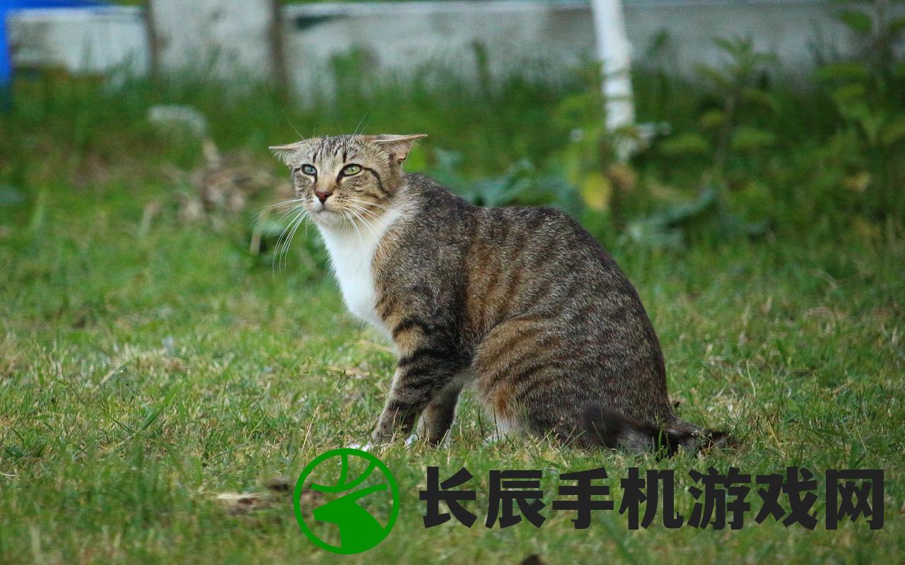 (进击的音速猫破解版)进击的音速喵游戏，探索独特的游戏世界