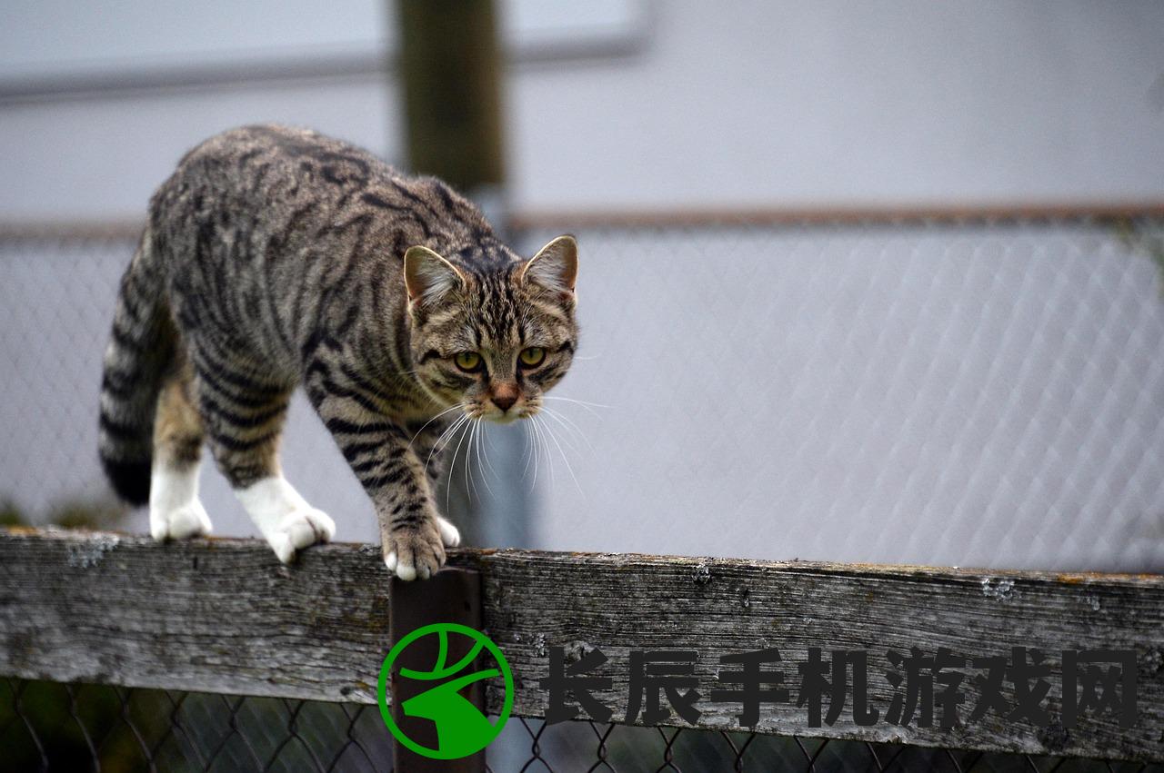 (猫之城丝卡蕾特涂鸦)猫之城丝卡蕾特，神秘与魅力的交织