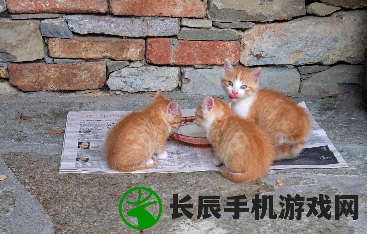 (猫之城丝卡蕾特涂鸦)猫之城丝卡蕾特，神秘与魅力的交织
