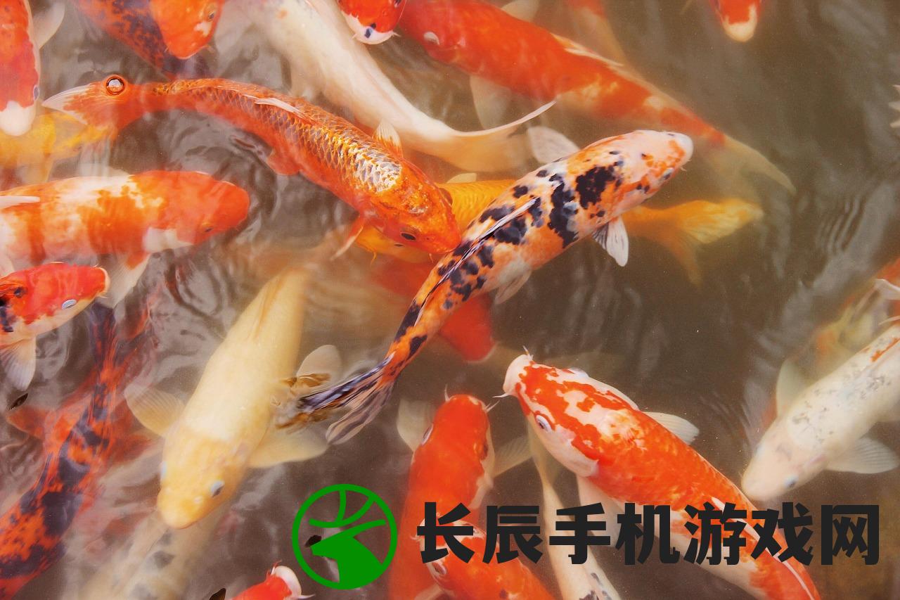 (锦鲤寻找秘藏地点)锦鱼图攻略，探寻诗句中的秘密