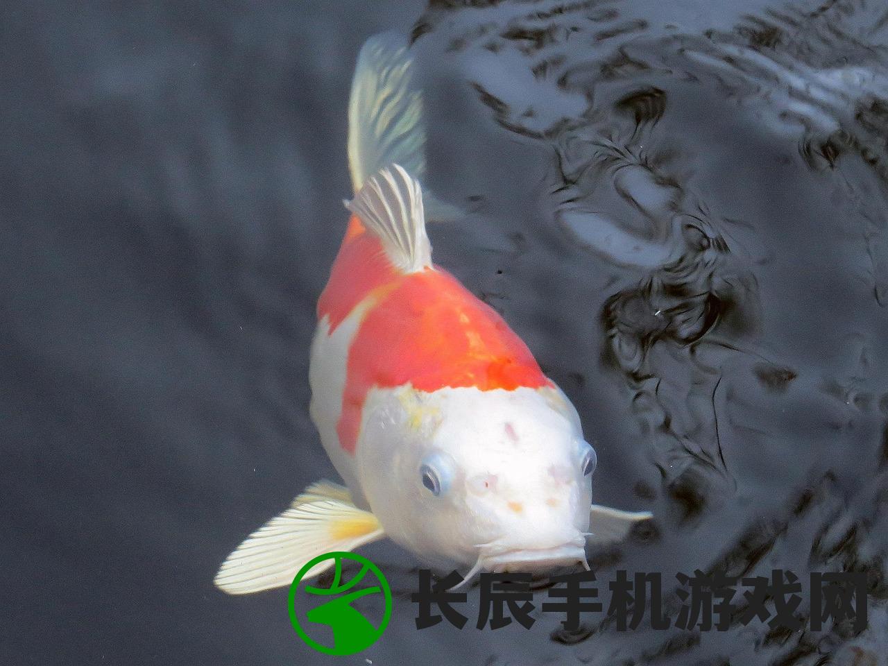 (锦鲤寻找秘藏地点)锦鱼图攻略，探寻诗句中的秘密