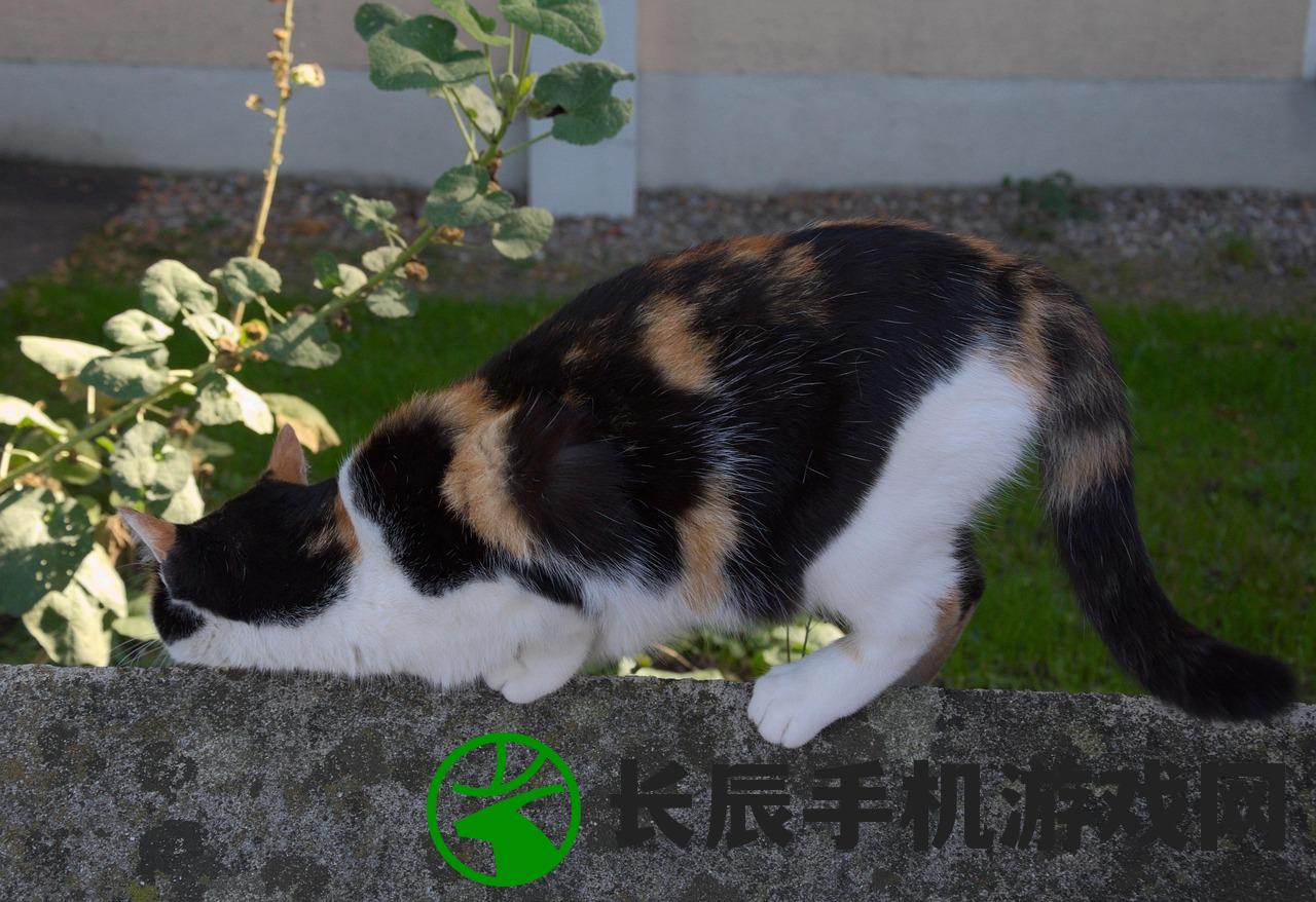 (猫咪打战争无限金币)猫咪打猎无尽模式，无限金币的乐趣与挑战