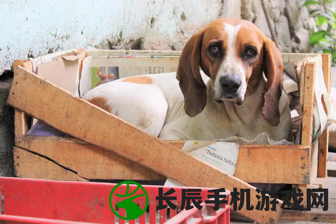 (龙权天下全集免费观看)龙权天下，权力与荣耀的象征