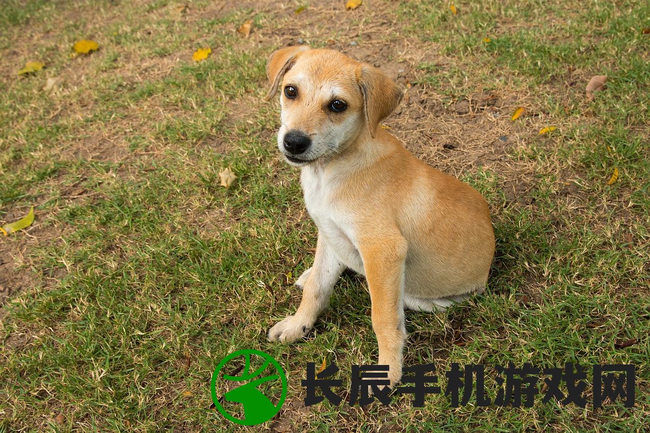 (我的宠物不可能这么可爱下载)我的宠物不可能那么萌，揭秘宠物背后的神秘魅力
