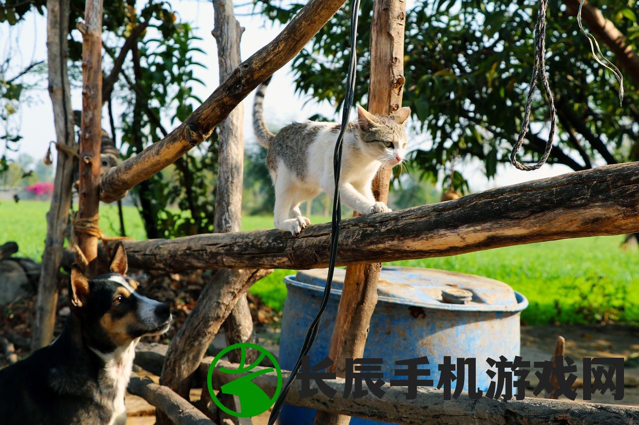 (猫咪农场游戏攻略)猫咪农场游戏，探索虚拟猫界的新纪元