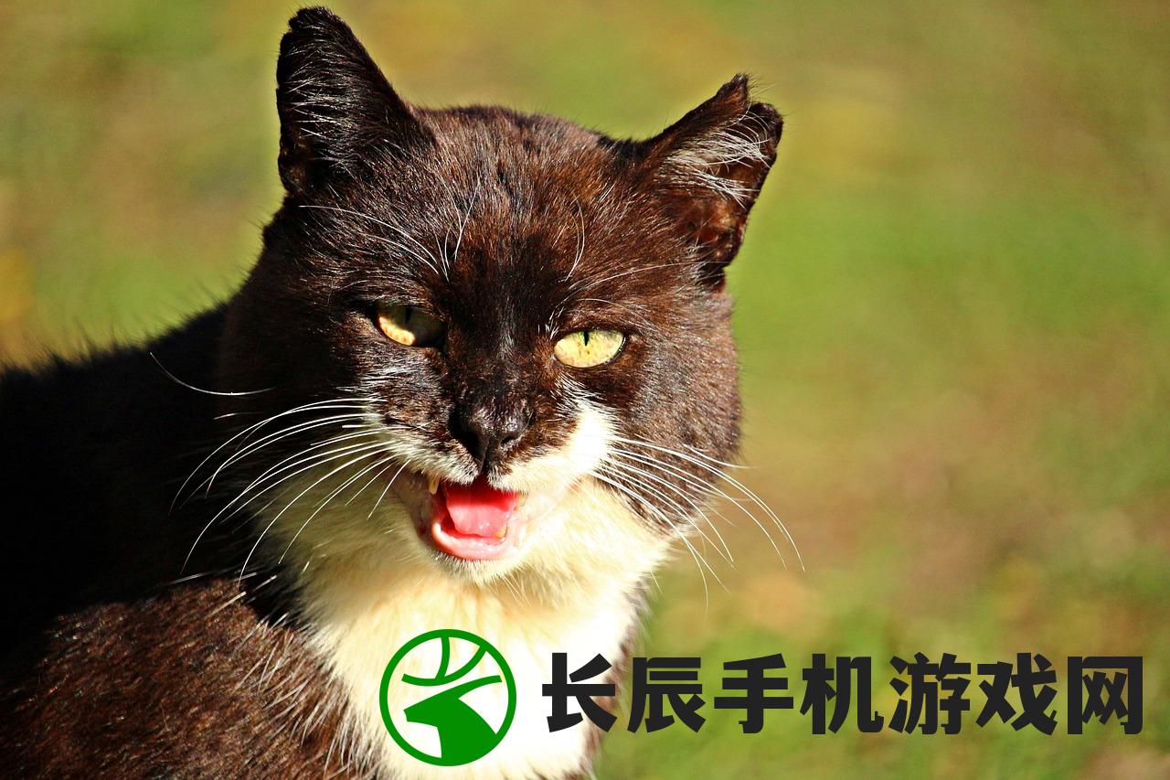(喵与筑无限猫爪版最新版本更新内容)喵与筑，无限猫爪版的魅力与探索