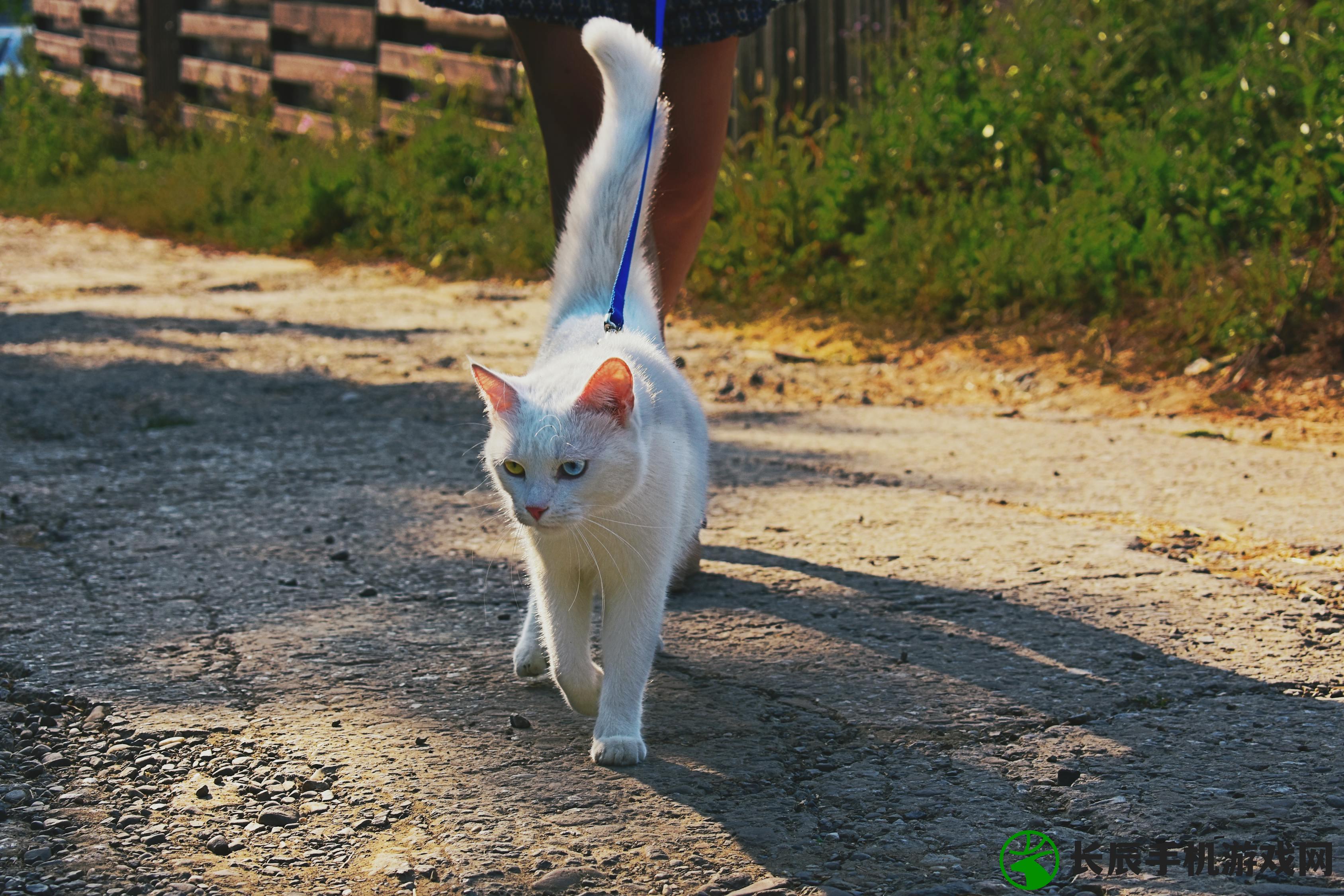 (有个合成猫游戏还有房子石象的游戏)关于合成猫游戏与房子石象的奇妙世界探索