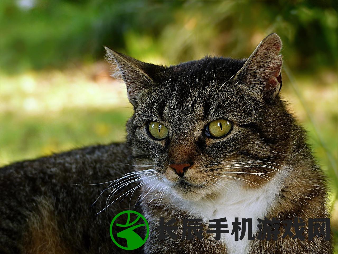 (天神镇物语手游)天神镇物语游戏，探索神秘世界的奇幻之旅