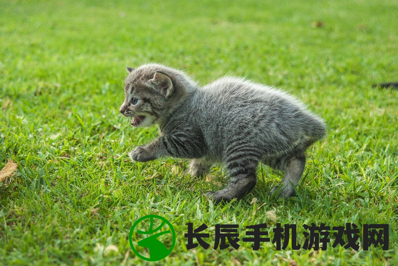 (宠物基地需要什么条件)宠物基地，功能与多样性的探索