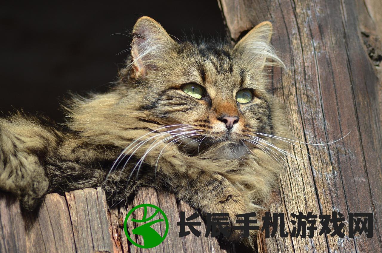 (猫语咖啡破解版下载邀请码)猫语咖啡苹果版，体验独特的猫文化与咖啡交融的乐趣