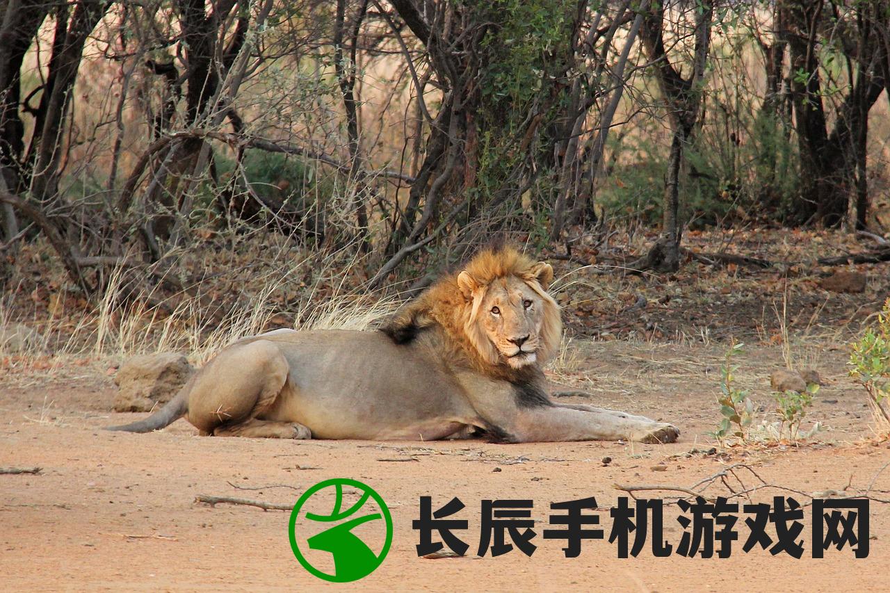 (萌宠猎宝好玩不好玩)萌宠猎宝，一款引人入胜的猎宝冒险游戏是否好玩？