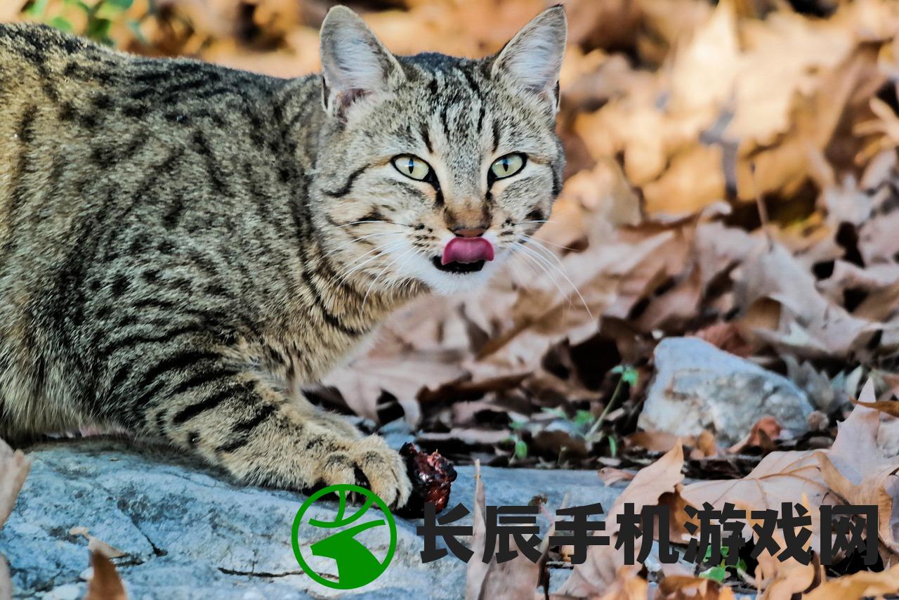 (拆弹猫怎么玩儿)拆弹猫游戏玩法详解及常见问答解答