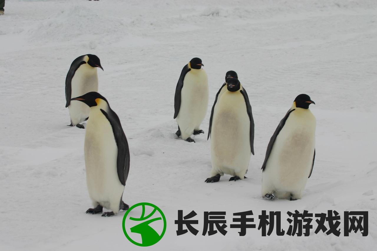 (企鹅卧底的纪录片中文版下载)揭秘企鹅卧底，一部深入南极的纪录片中文版
