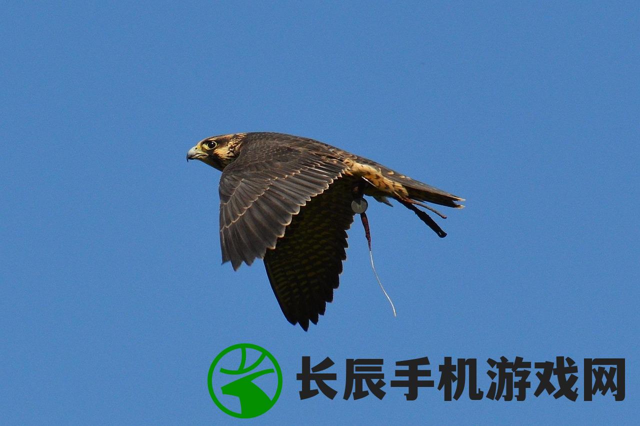 (飞吧龙骑士破解版下载)飞吧龙骑士，身份介绍及深度解析